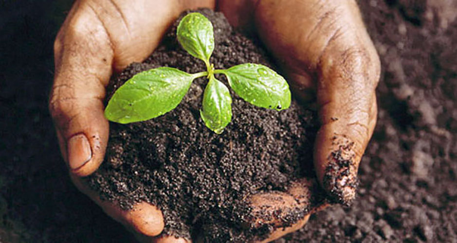 Hands scooping us soil with a small plant in the center. The overlay text is clickable and will take you to the the Research pages for the Soil Fertility and Plant Nutrition faculty members.