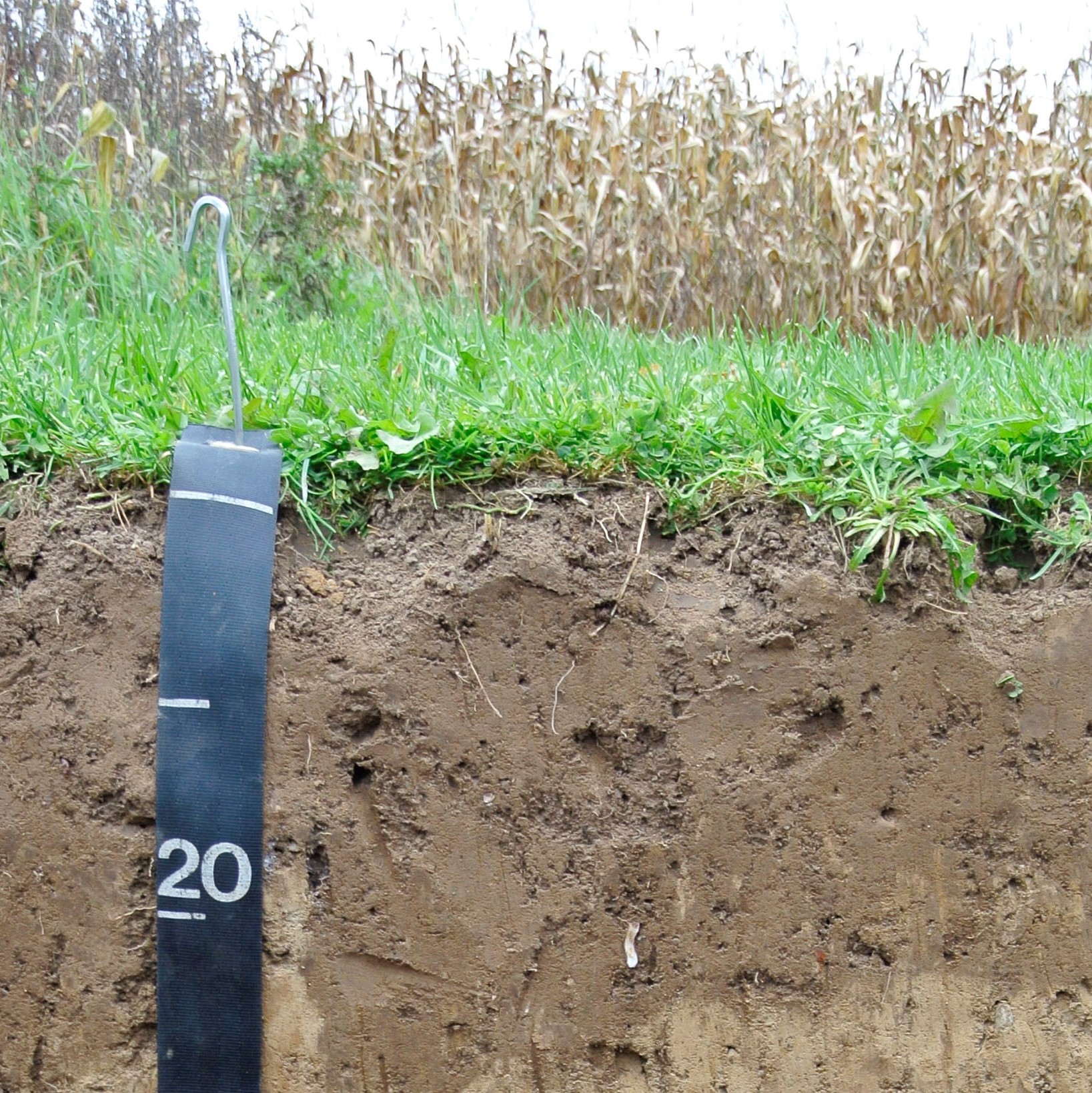 The top few inches of a soil profile with tape measure. The overlay text is clickable and will take you to the the Research pages for the Pedology faculty members.